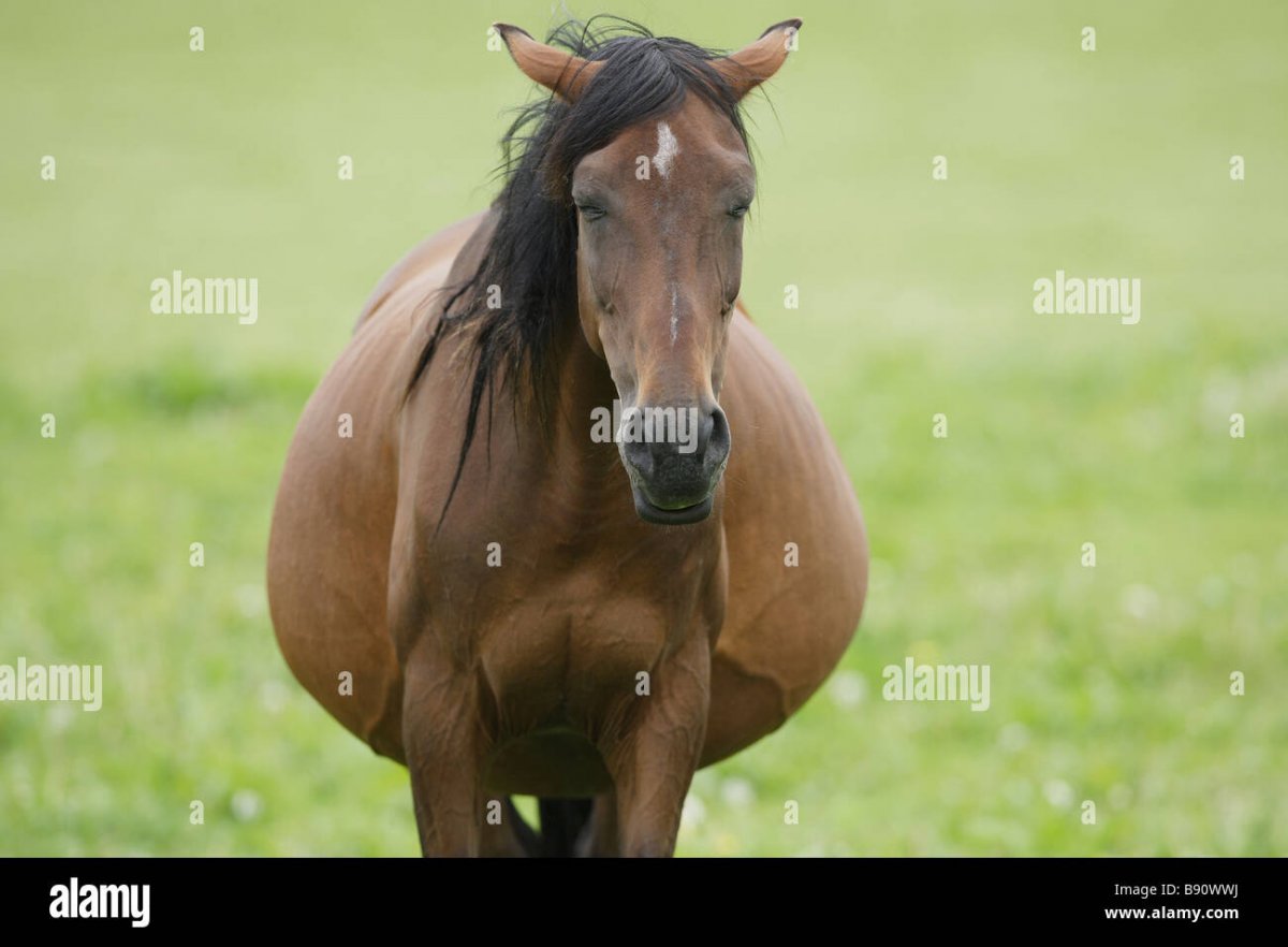 Пони Хафлингер