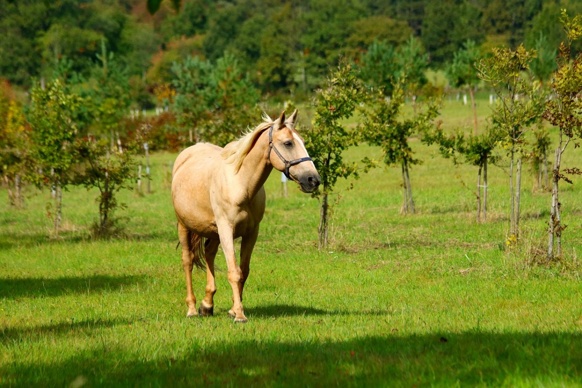Лошадь выглядывает