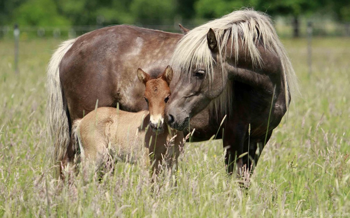 Здоровье лошади