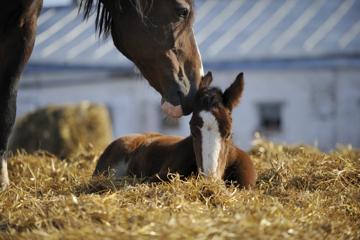 Медвежонок и лошадка