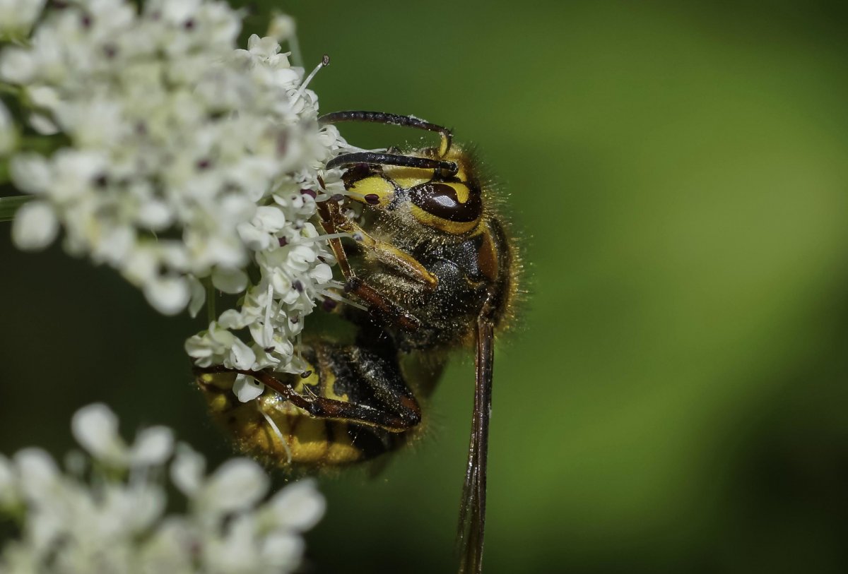 Мед Макросъемка