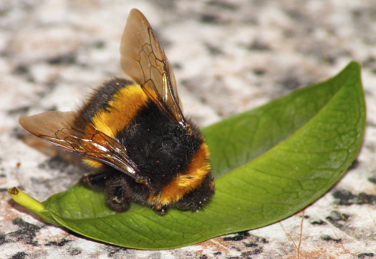 Дикая медоносная пчела