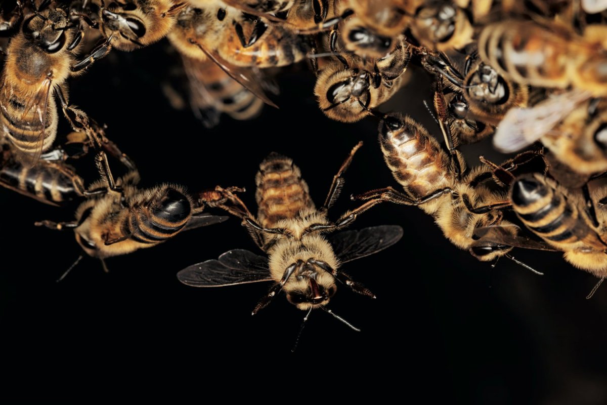 Весна пчела