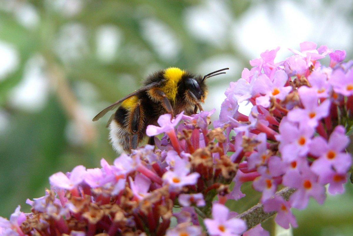 Пчелы осень нектар