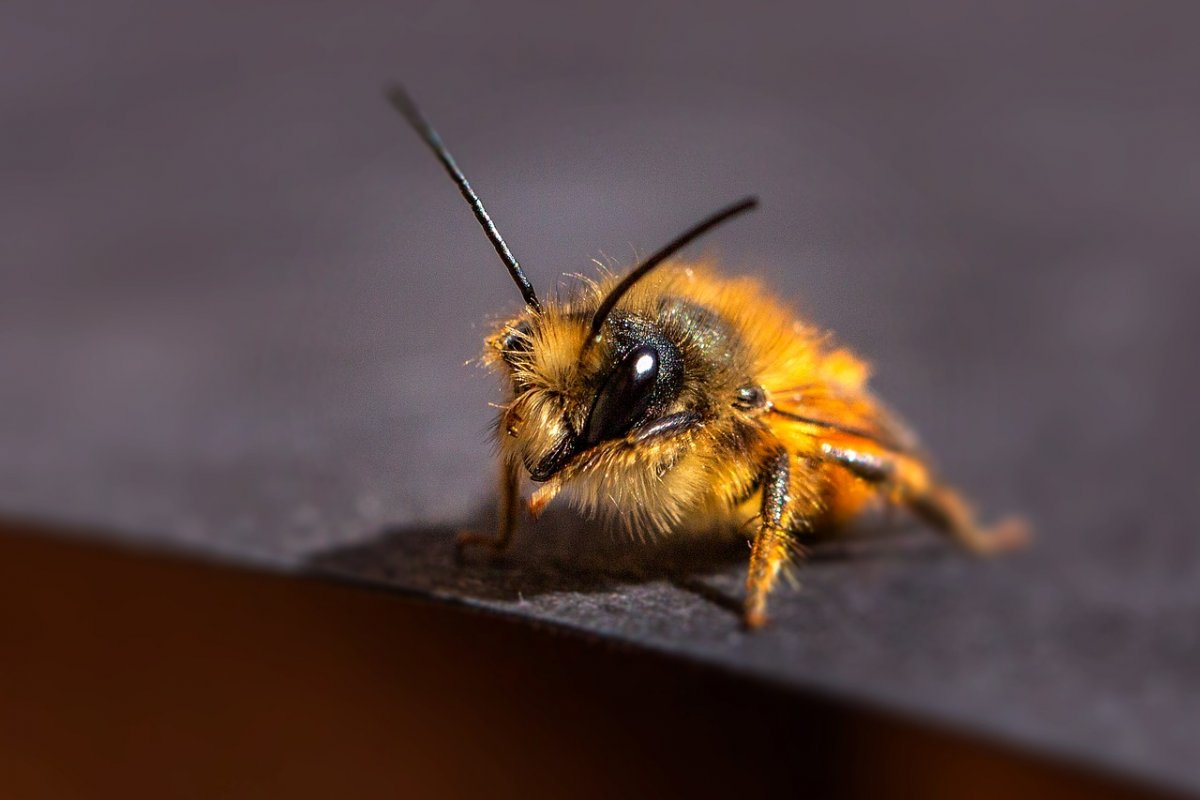 Пчелы с цветами