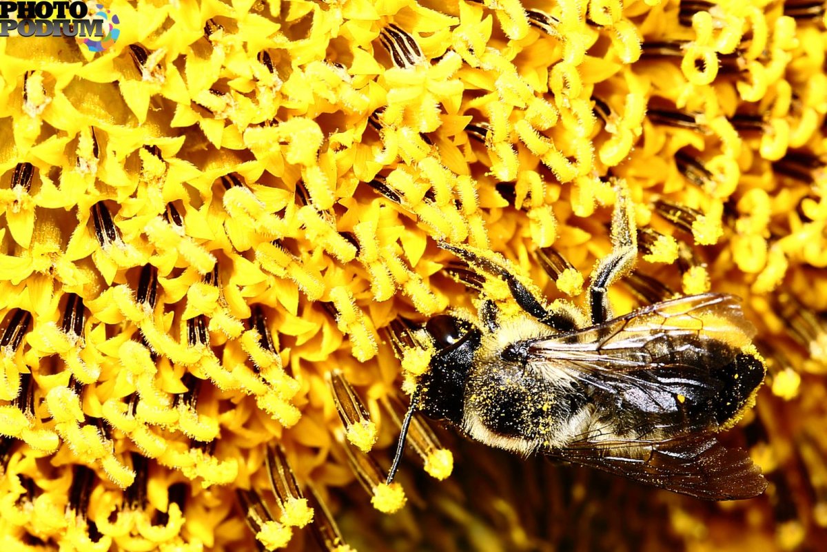 Пчелы разнотравье