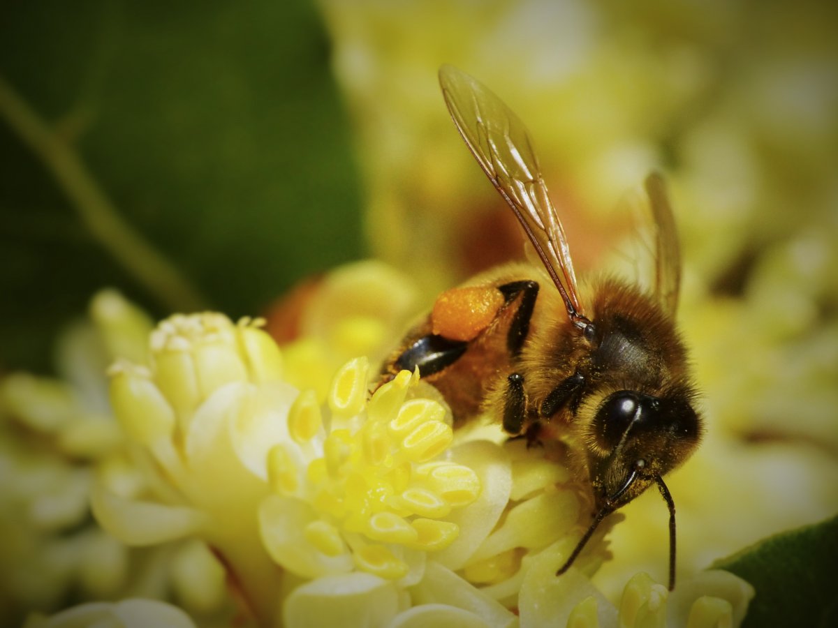 Пчелиная пыльца (Bee pollen)