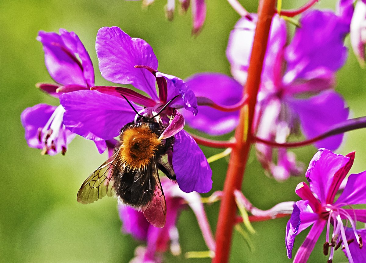 Дикие пчелы
