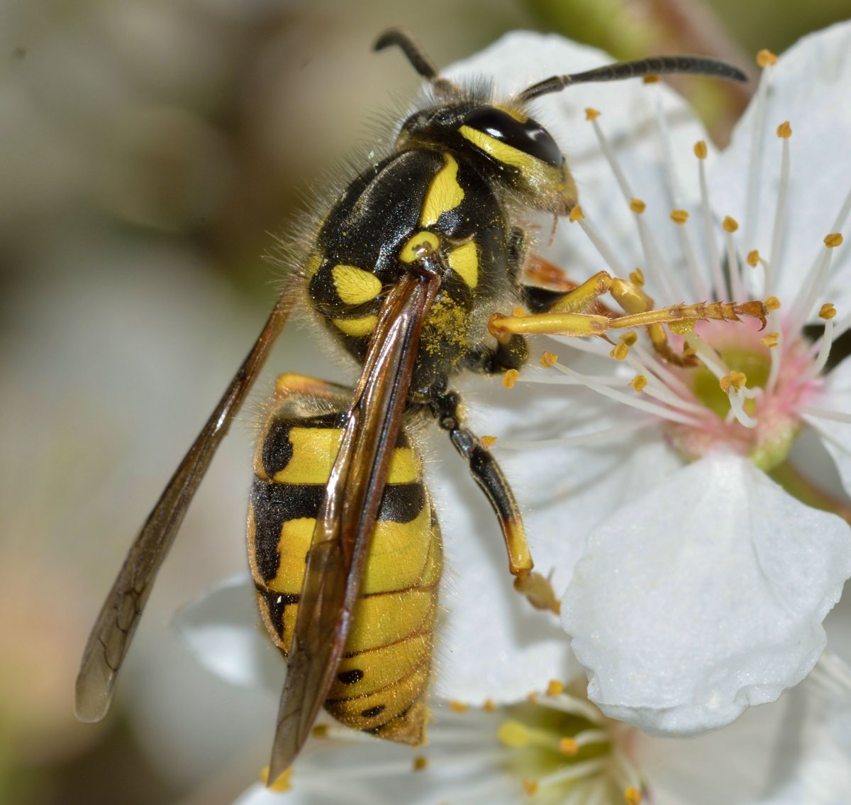 Пчелы в природе