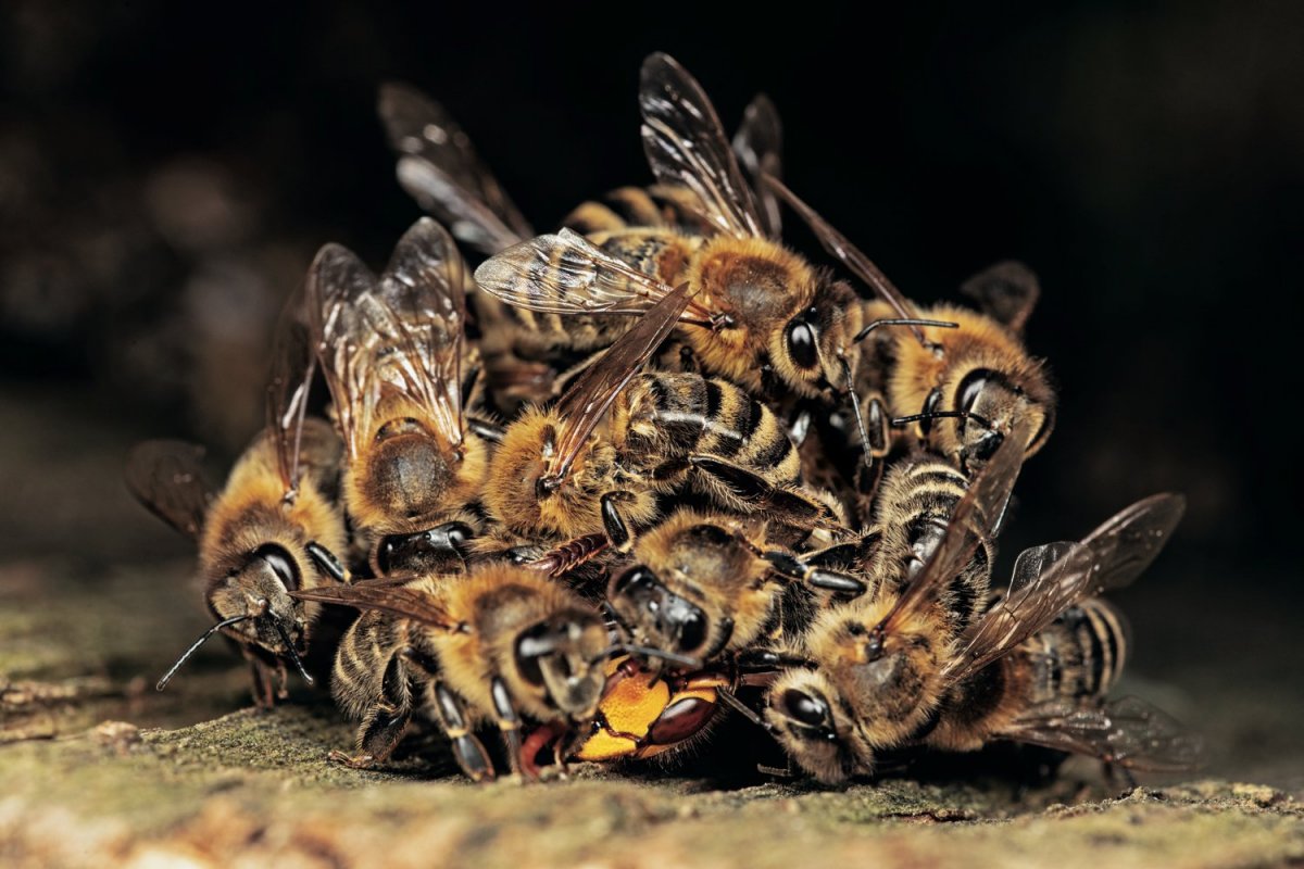 Жужжание насекомых