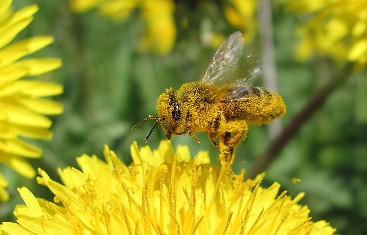 Насекомые опылители пчелы