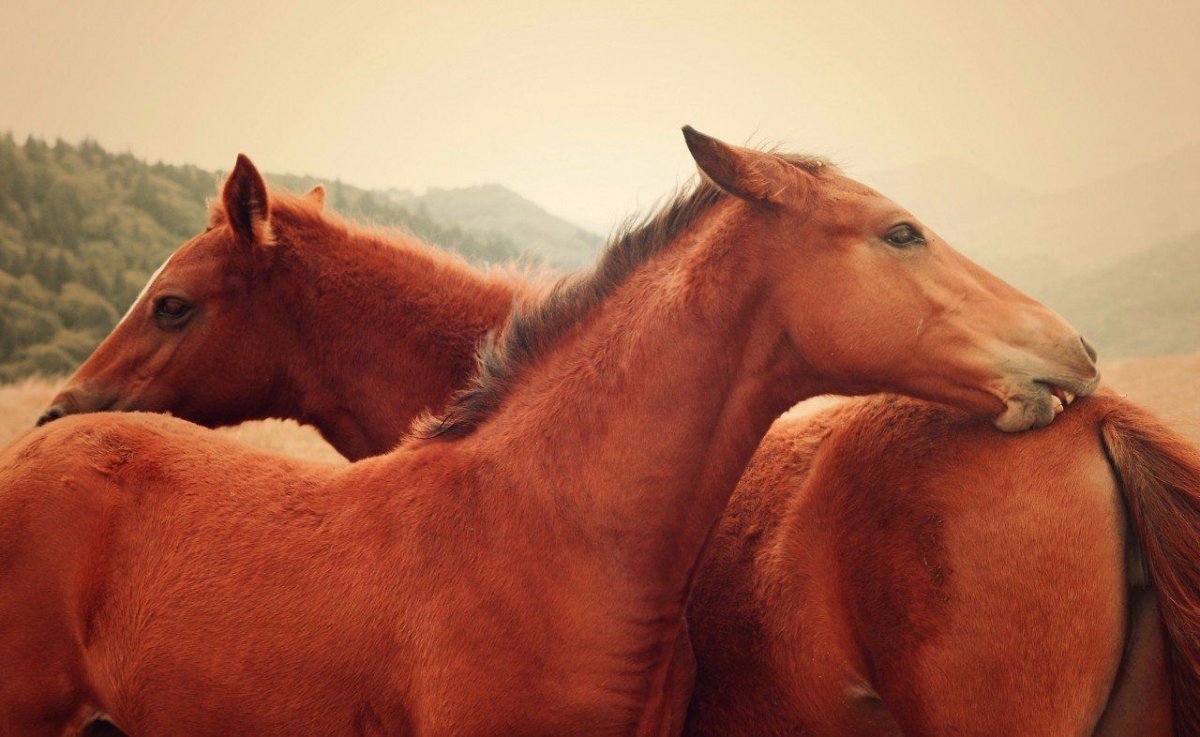 Лошади любовь