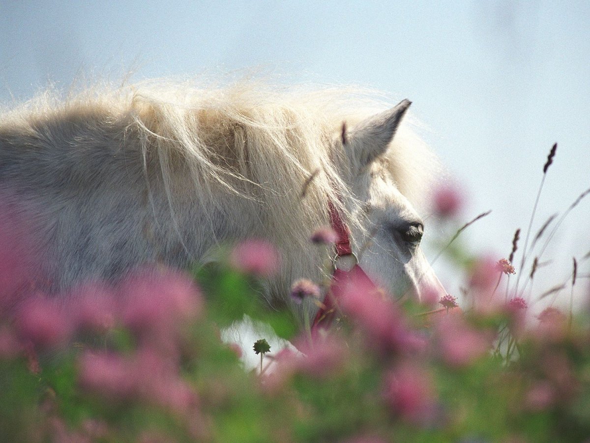 Яркая лошадь