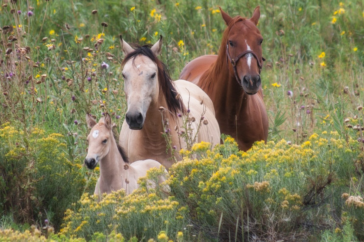 Осенняя лошадь