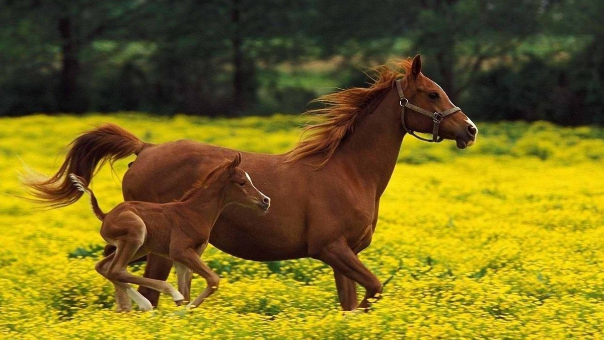 Лошадь фото животного