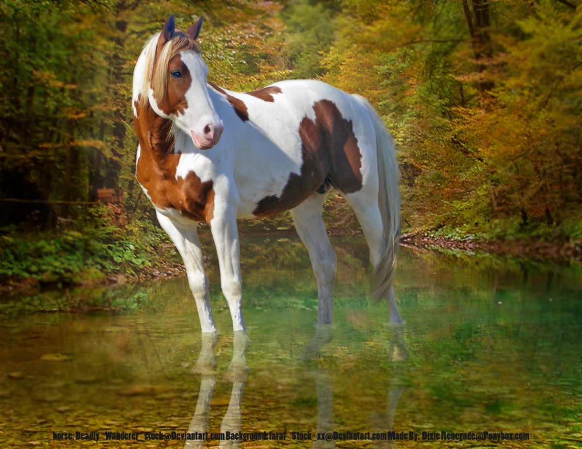 Красивая девушка на лошади