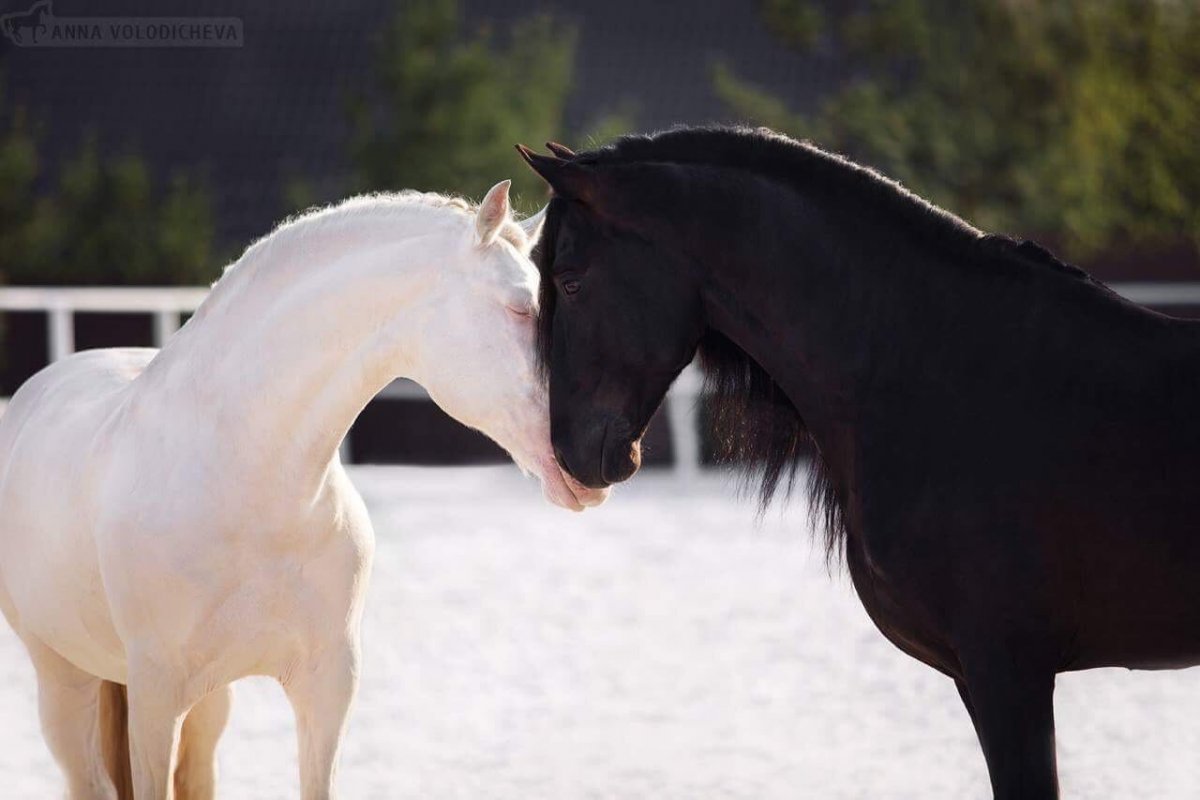 Порода Хафлингер