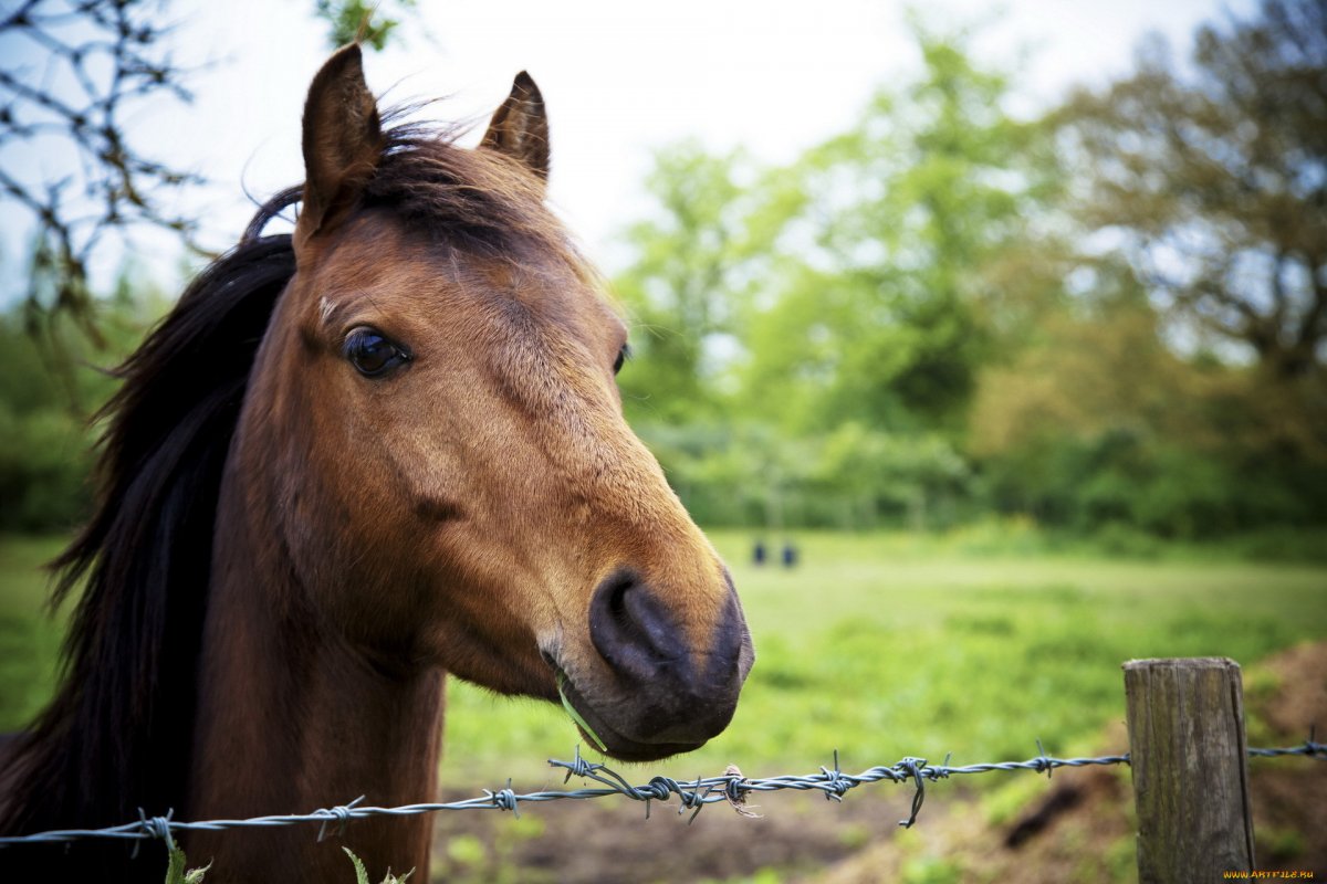 Лошадки красивые
