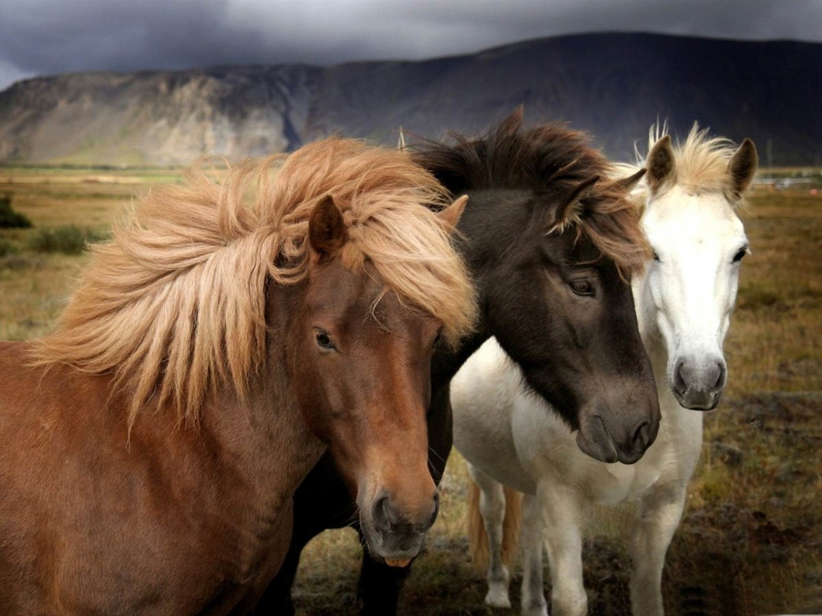 Конь красавец