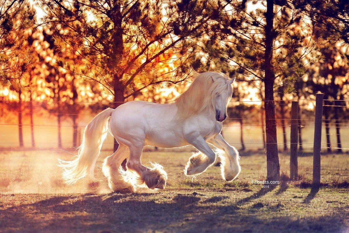 Лошадка в венке