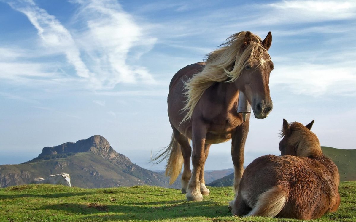 Порода лошадей монголка