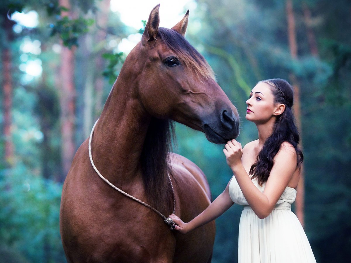 Лошади и пони