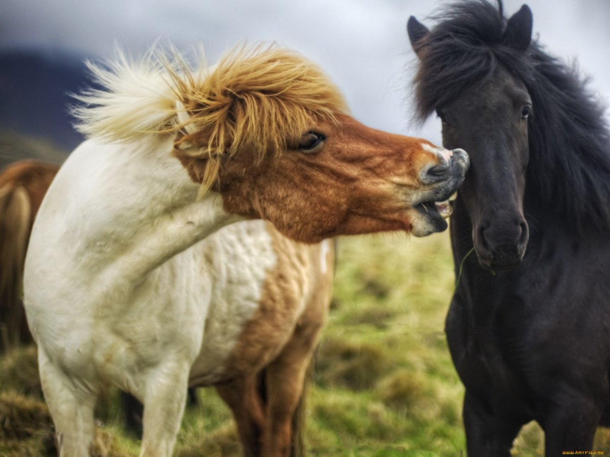 Игривая лошадь