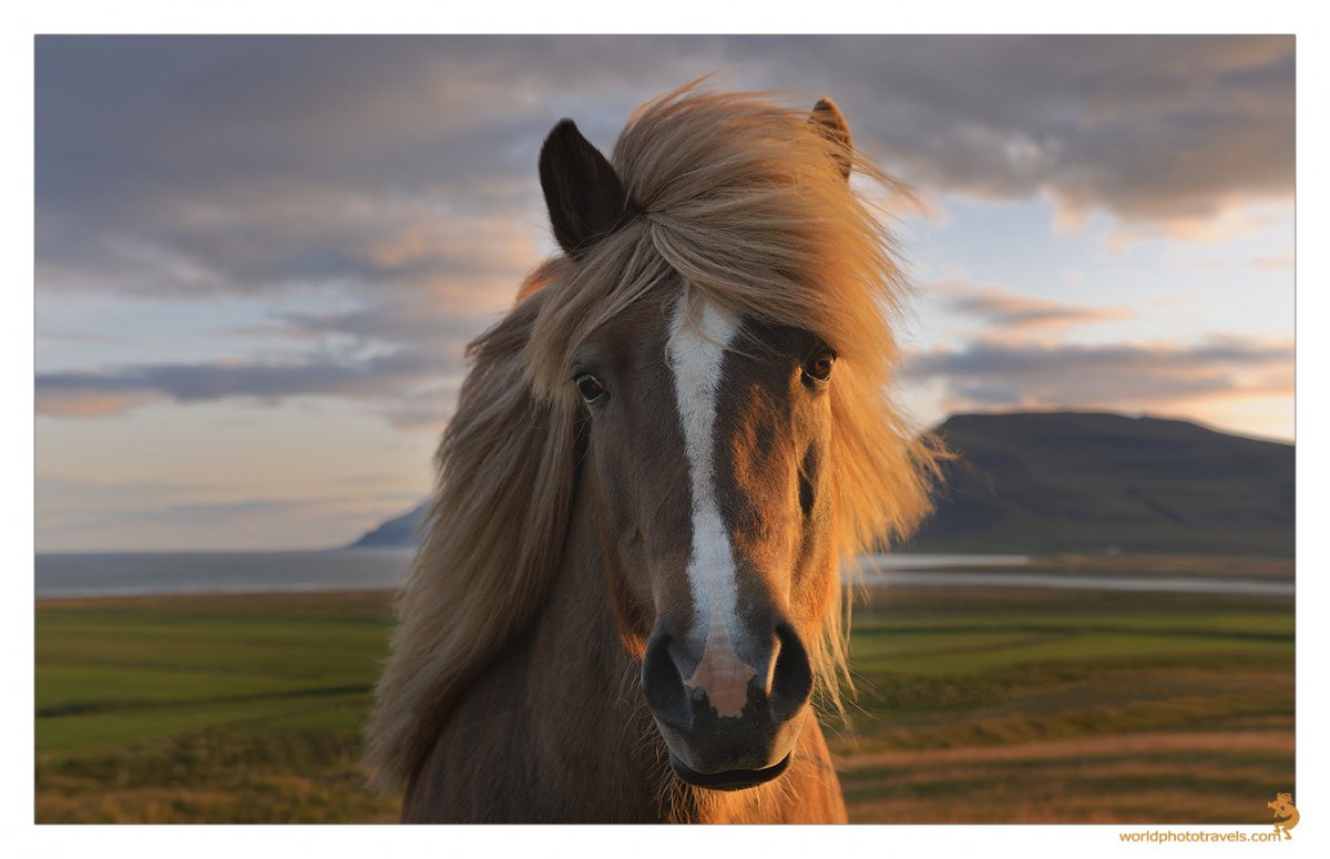 Интересные кадры лошадей