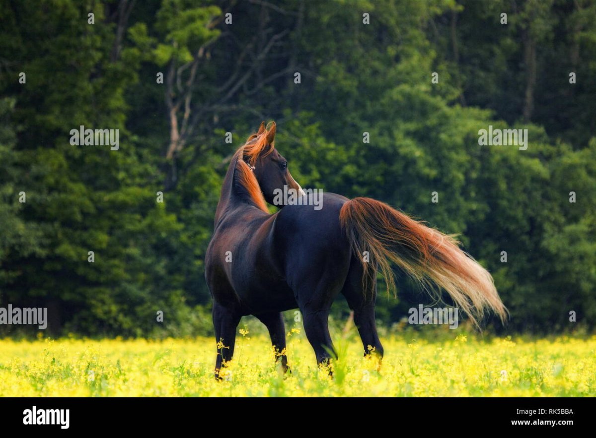 Красивая лошадь у воды