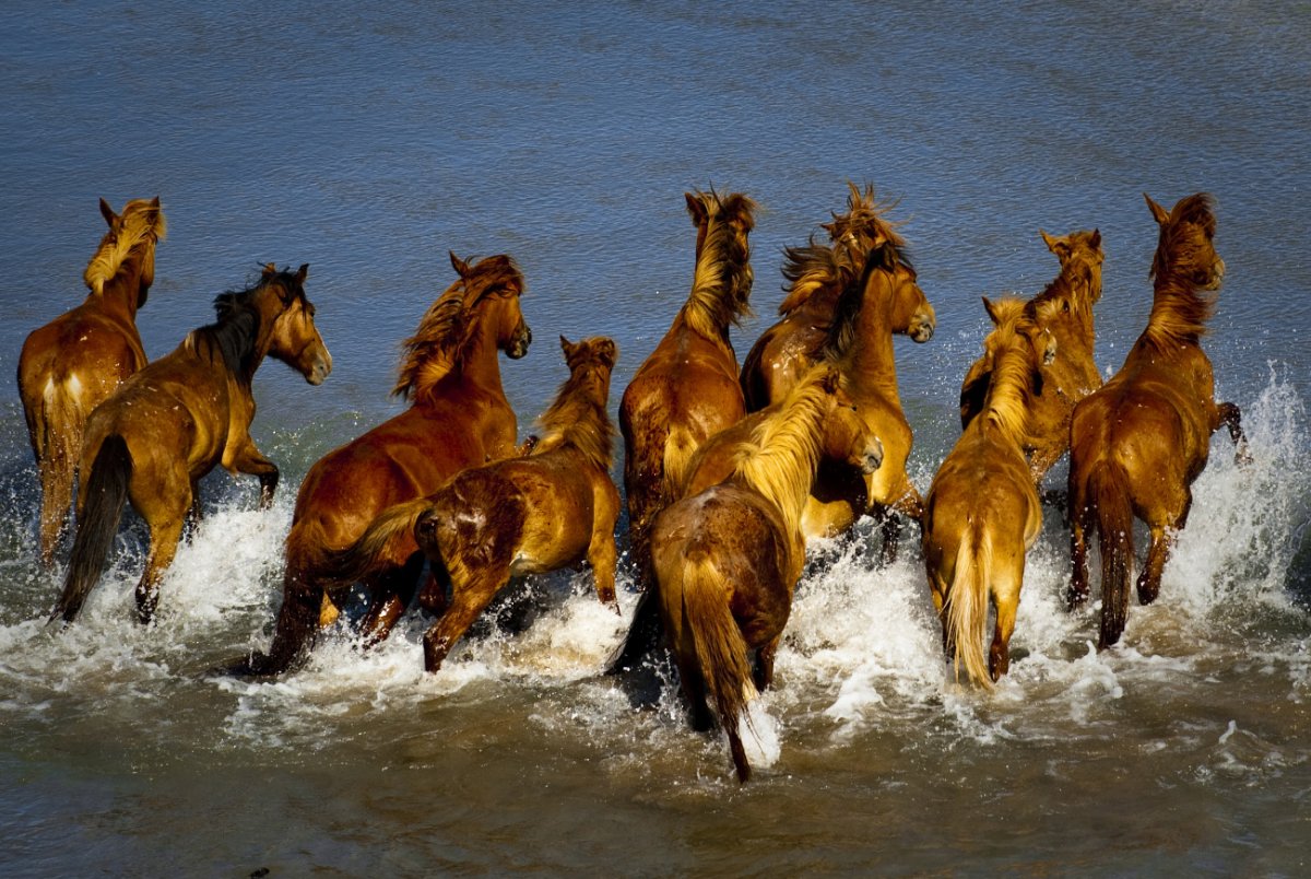 Доброта и лошади