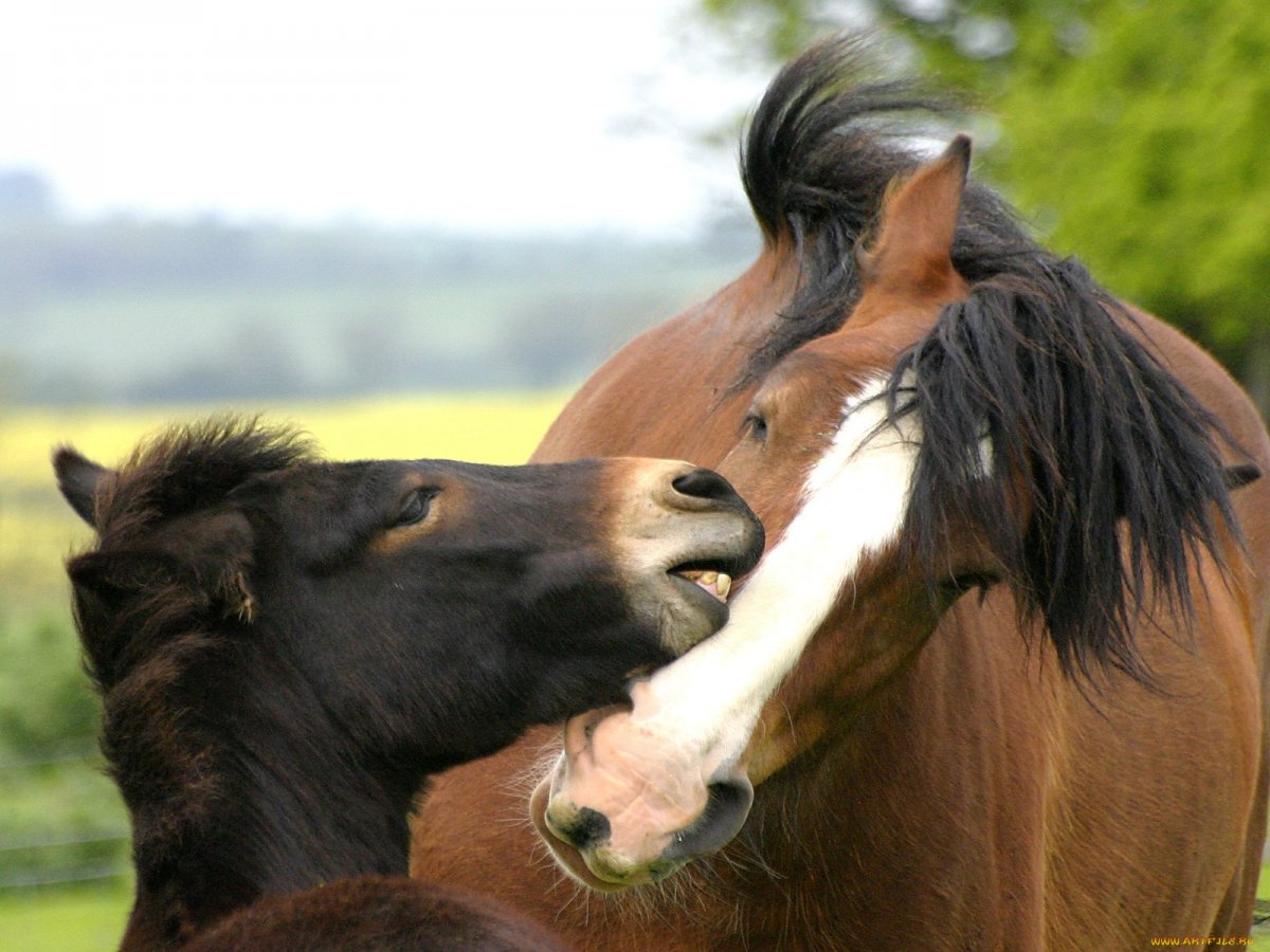 Животные лошади