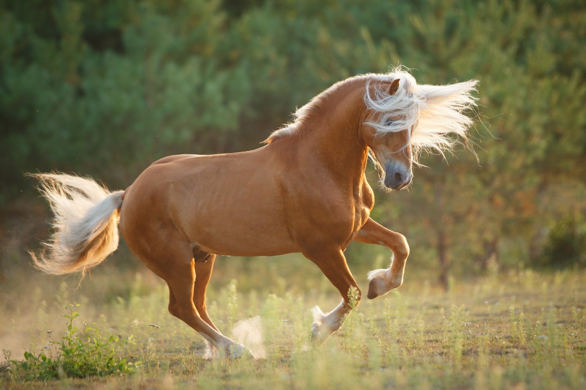 Забавные лошади