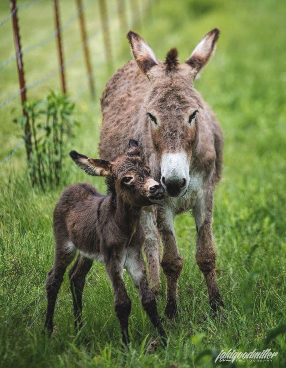Маленький ослик