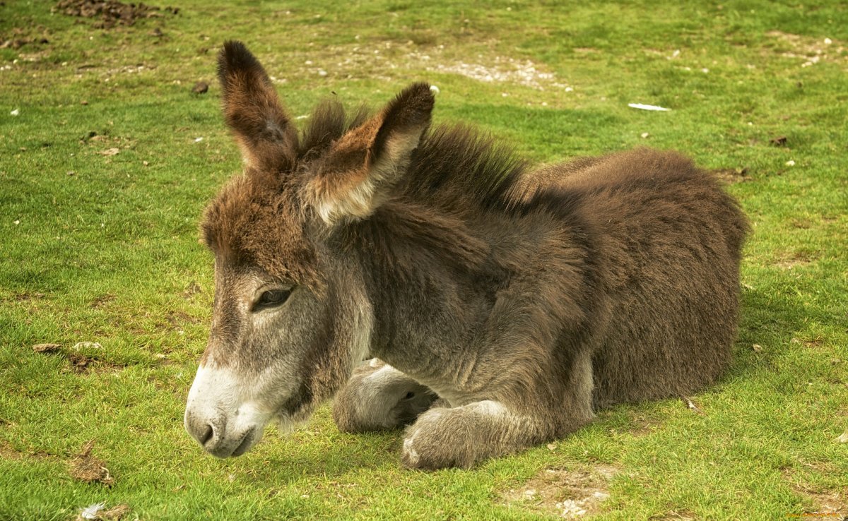 Красивый ослик