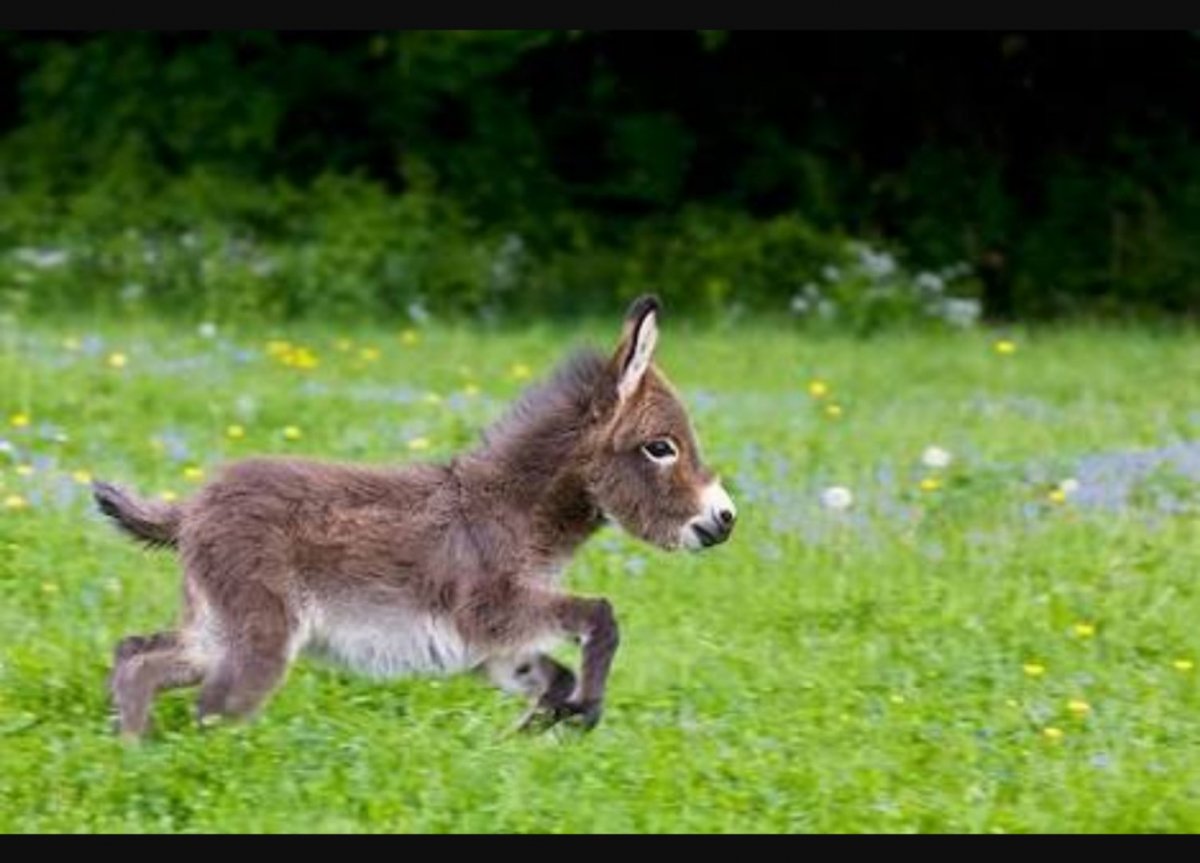 Красивый ослик