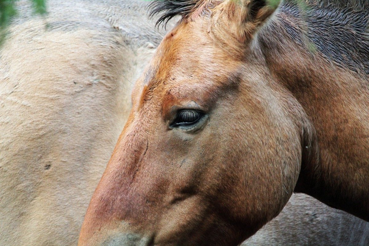 Лошадь с высунутым языком