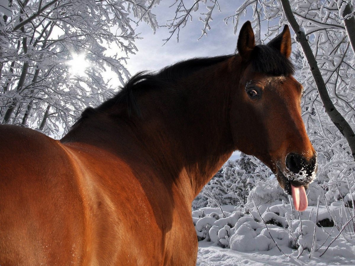 Лошадь с высунутым языком