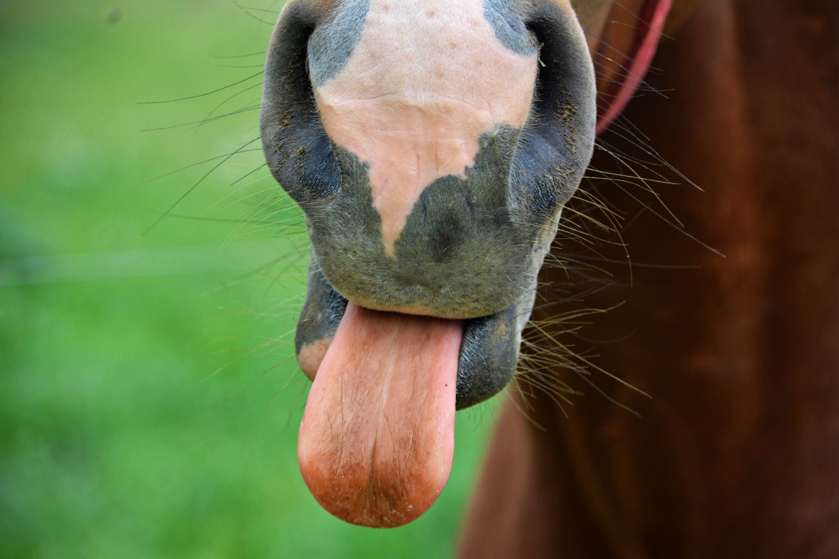 Агрессивная лошадь