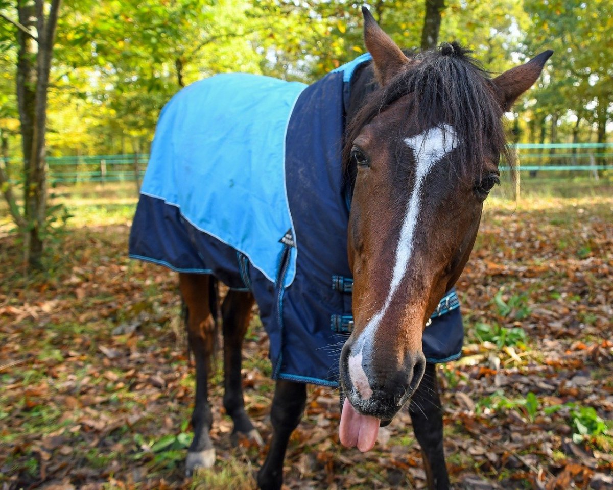 Лошадь ржет