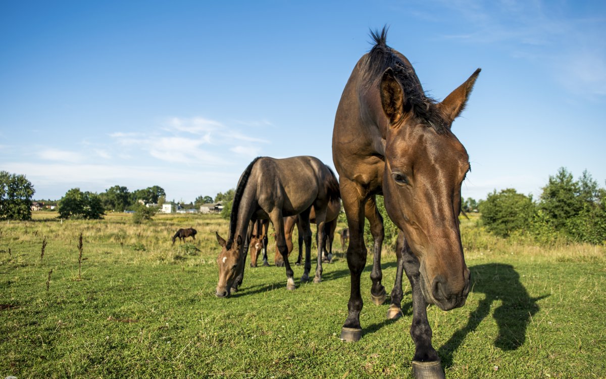 Старый конь