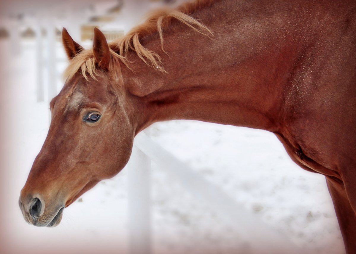 Грустный конь
