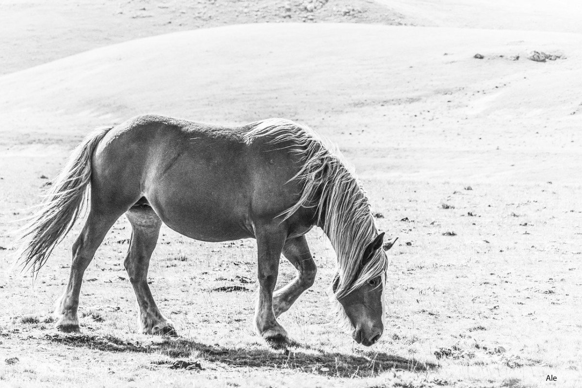 Американский Пейнтхорс