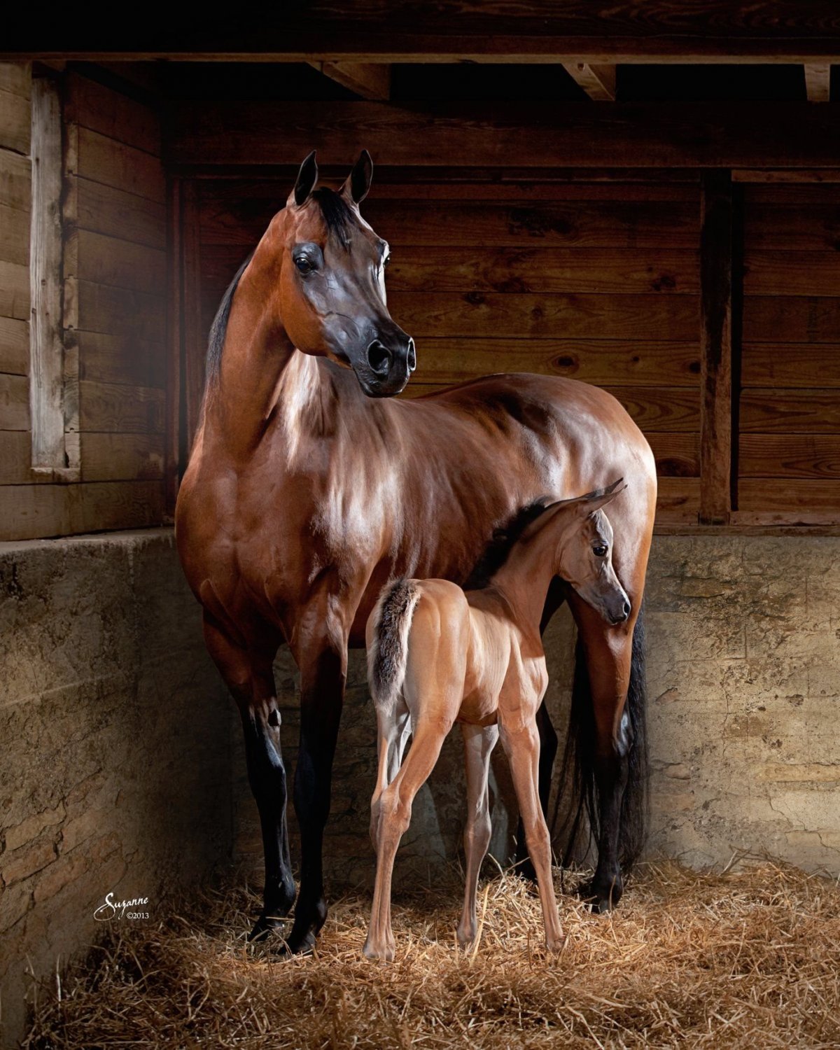 Лошадь лежит