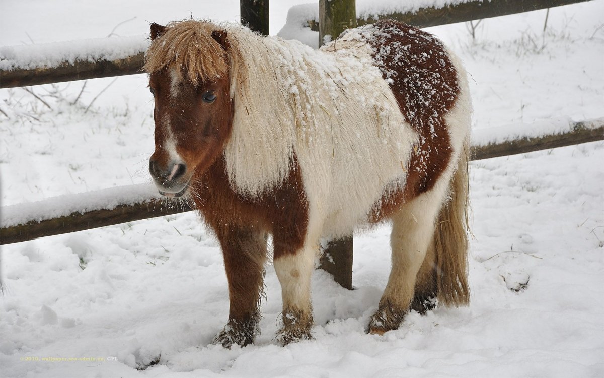 Жеребёнок и белая лошадь