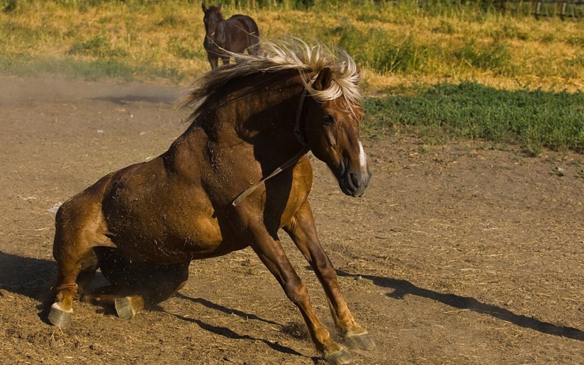 Красивые благородные лошади