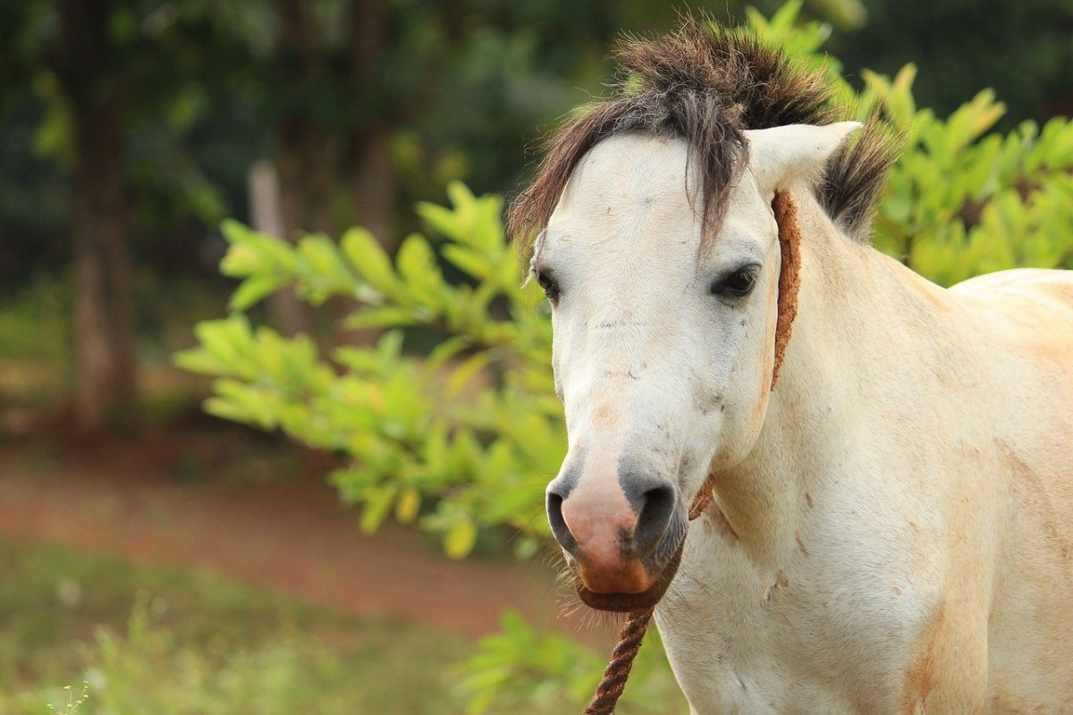 Лошадь в поле