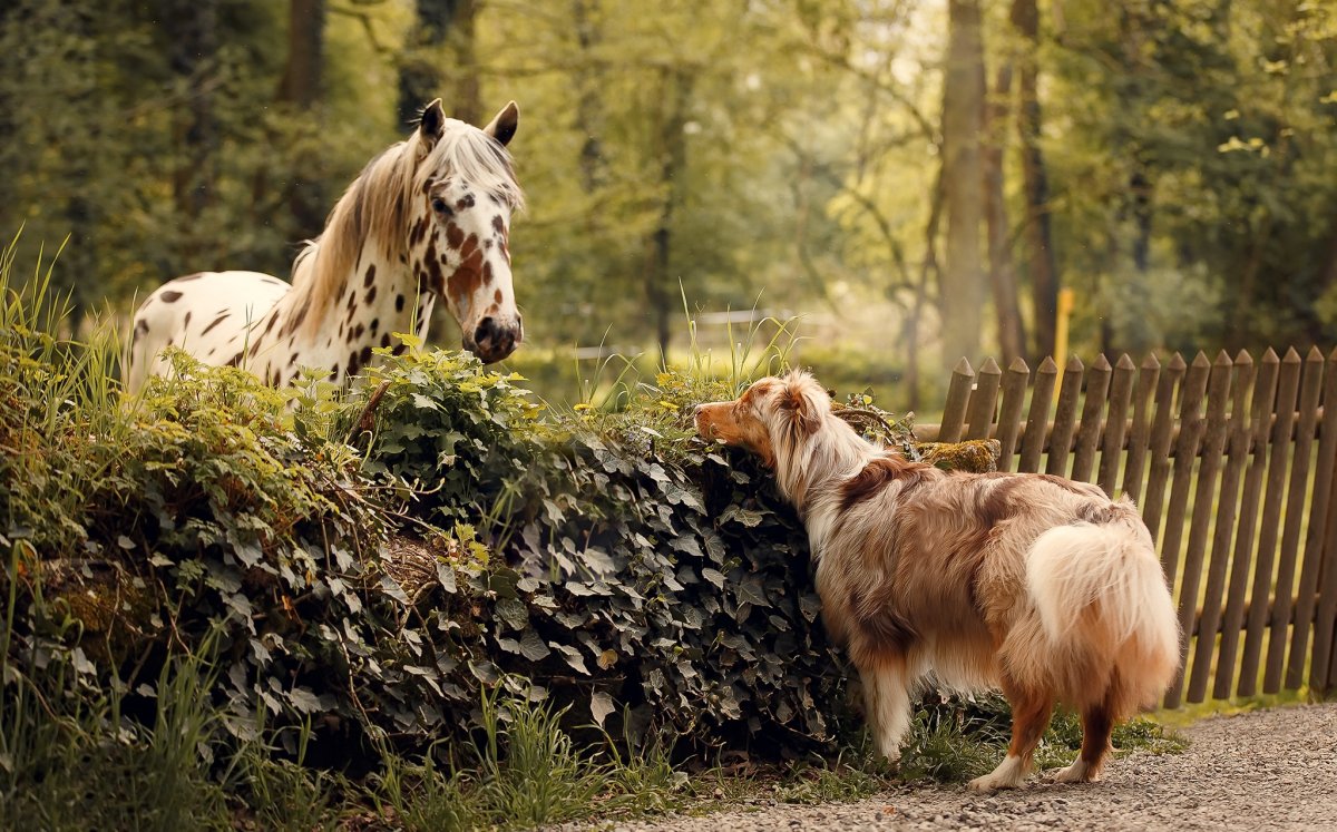 Лошадь улыбается