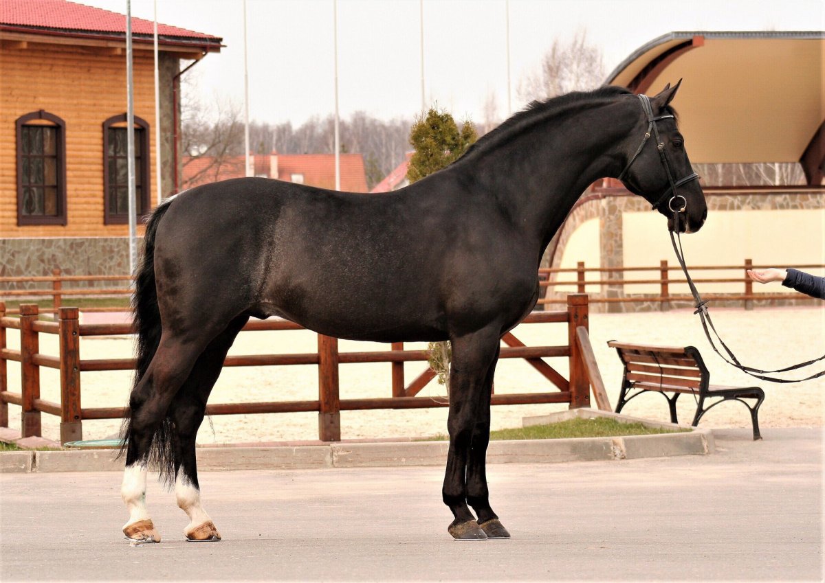 Латвийская упряжная порода лошадей