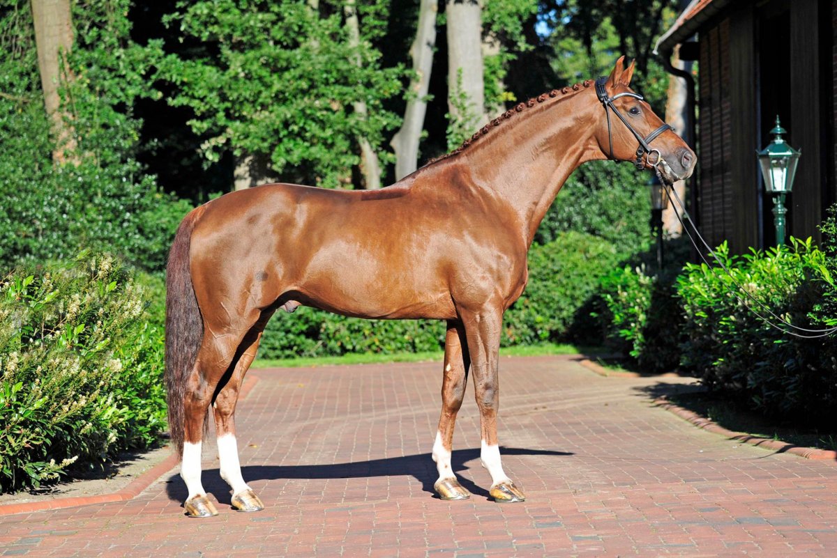 Голландская теплокровная