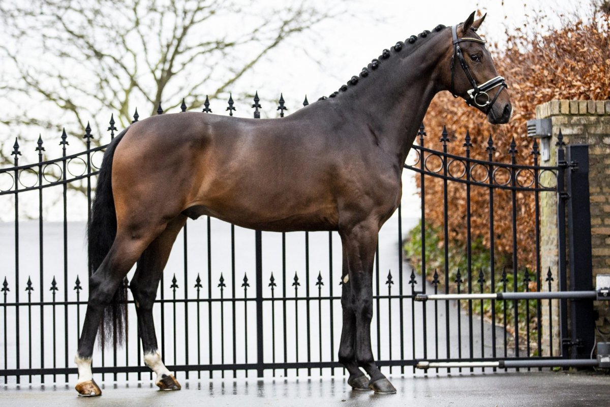 KWPN порода лошадей